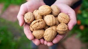Which Walnut Variety is Best: A Nut Lover's Guide