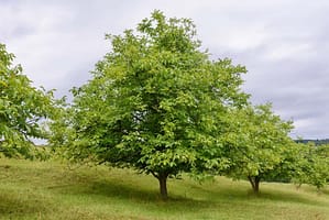 Walnut Trees and How They Grow: From Seed to Splendor in Nature's Theater